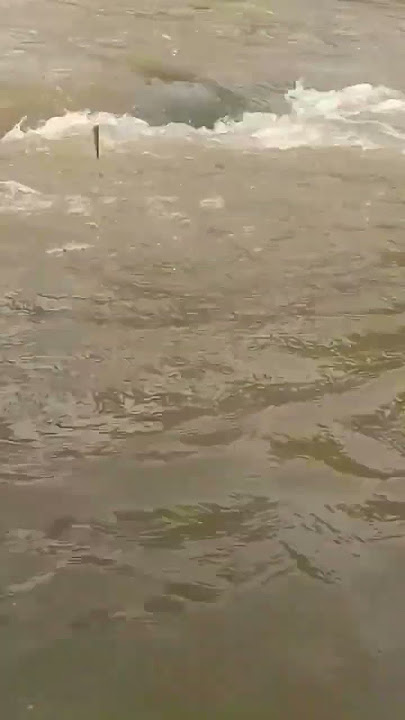 mancing ikan uceng umpan jitu #mancing #mancingwader #mancingmania