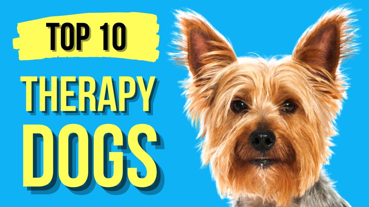 Top 10 Best Therapy Dogs ( Best Emotional Support Dog Breeds )