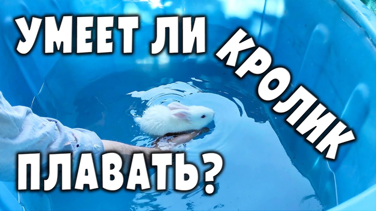 Умеет ли кролик плавать? - YouTube