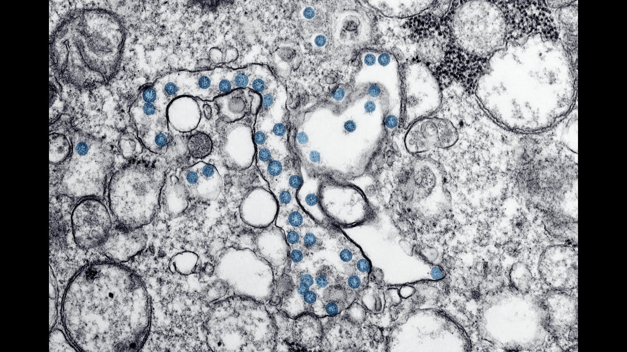 Mitochondria: Powerhouses of the Cell - YouTube