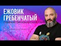 ЕЖОВИК ГРЕБЕНЧАТЫЙ: ноотроп, иммуномодулятор, косметическое средство. Михаил Вишневский