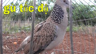 Tiếng cu mồi gù rút bổi kích bổi cực nhạy - Chim cu gáy VN P121 -2021