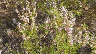 видео Вереск обыкновенный Calluna vulgaris