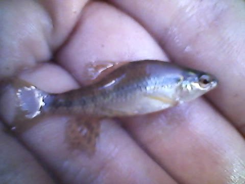 Charqueada (Characidium rachovii, Pterobunocephalus sp y alevin de