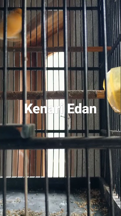 BURUNG KENARI EDAN