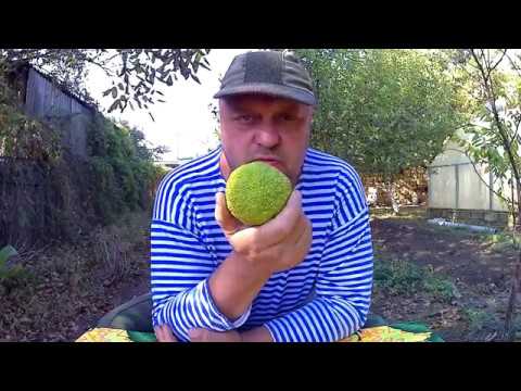 Странный фрукт от маклюры адамово яблоко, настойка и мазь