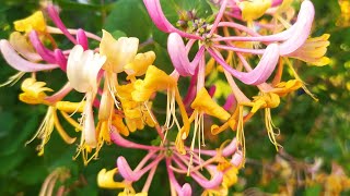 ЖИМОЛОСТЬ декоративна КАПРИФОЛЬ(Lonicera caprifolium)Ароматна ЛІАНА