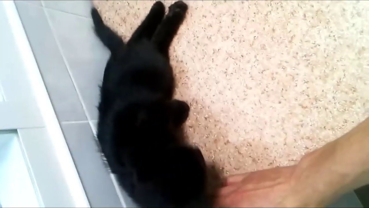 Trapped Cat Rescued from Window || ViralHog - YouTube