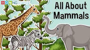 All About Mammals