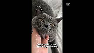 2 yıllık kedim hayatım da olmazdı.,,