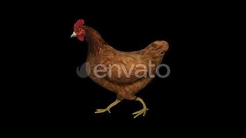 Chicken Walk | Motion Graphics - Envato elements