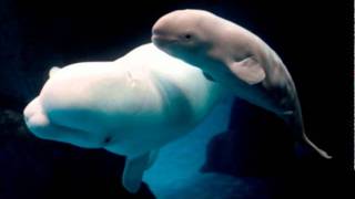 Baby Beluga Song by Raffi chords