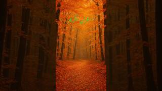 QURAN TRANSLATION #quran#Quran #Quran recitation