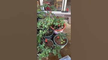 Béc tưới phun sương nhỏ giọt cho cây hoa hồng trong chậu GIÁ RẺ #becphunsuong