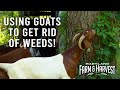 Using goats to get rid of weeds  maryland farm  harvest