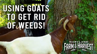 Using Goats to Get Rid of Weeds! | Maryland Farm & Harvest