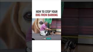 How To Stop Your Dog From Barking