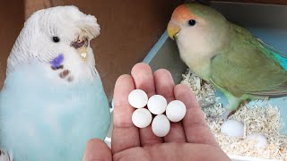 Kuş Odasında İlk Yumurtalar  Muhabbet Kuşu Ve Papağanlar