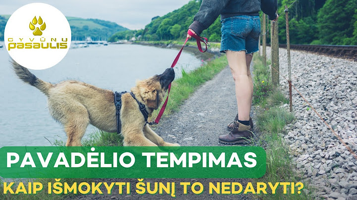 Kaip išmokyti šunį vaikščioti su pavadėliu?