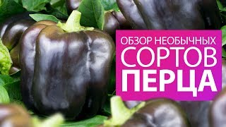 САМЫЕ-САМЫЕ! Обзор необычных сортов перца