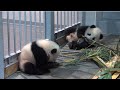 2頭とも乳歯が生えそろったよ！上野動物園のジャイアントパンダの双子、成長中