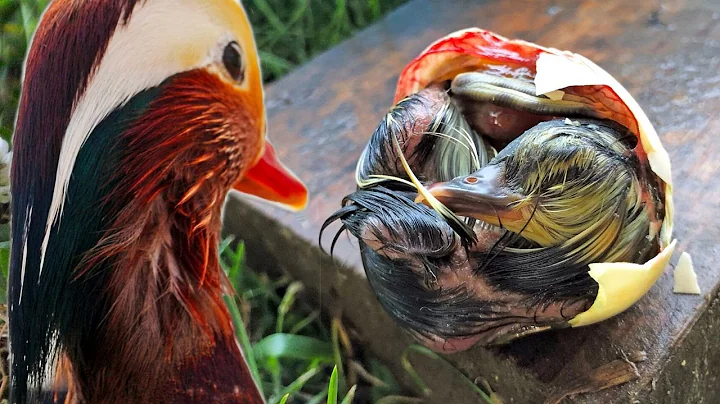 The rarest duckling on eBay: hatching their babies - DayDayNews