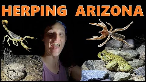 Incredible CAMEL SPIDER & Giant TOAD Found While Hunting For RATTLESNAKES In Arizona | Herpin Hippie