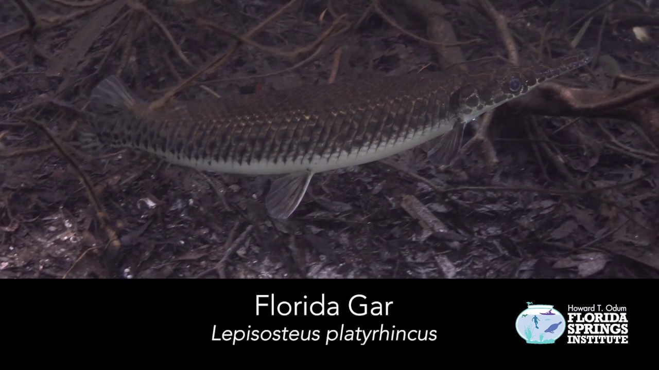 Download Florida Gar Florida Native Freshwater Fish Available Throughout The Us