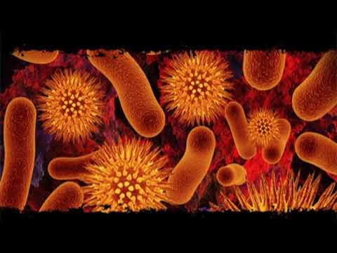 1-) Bacterial morphology: size, shape, arrangement and staining.