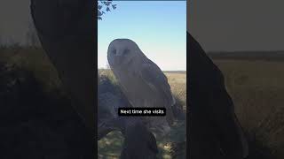 Barn owl mum steals from her own chicks 😲