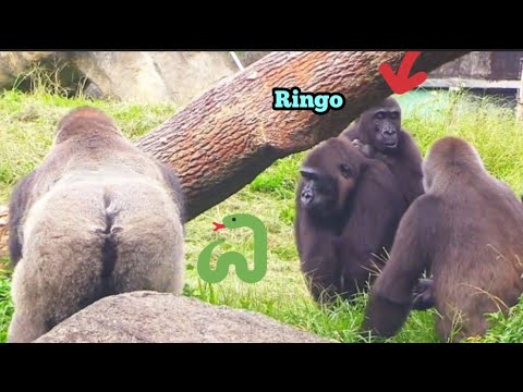 Scared Ringo Ringo is scared of the snake and lies on mom’s back to watch😆🤣林戈怕蛇 ...