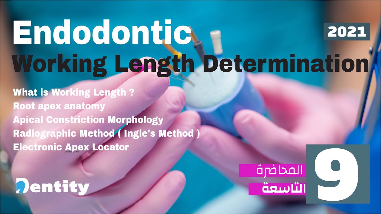 المحاضرة التاسعة في علاج العصب  | Endodontic Working Length Determination