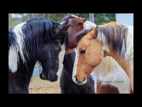 Horses Help Humans Be Real, Honest, and Present | Liz Letson | TEDxBemidji