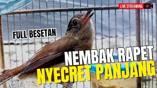 MASTERAN BURUNG FLAMBOYAN || FULL NEMBAK BESETAN NYECRET PANJANG || NGEBREN RAPET DURASI PANJANG