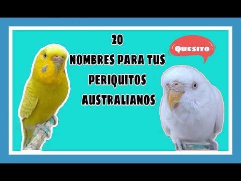 nombres para periquitos australianos hembras y machos