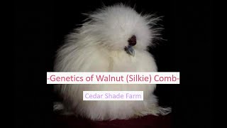 Genetics of Walnut (Silkie) Comb