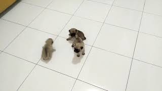 Playful pug puppies