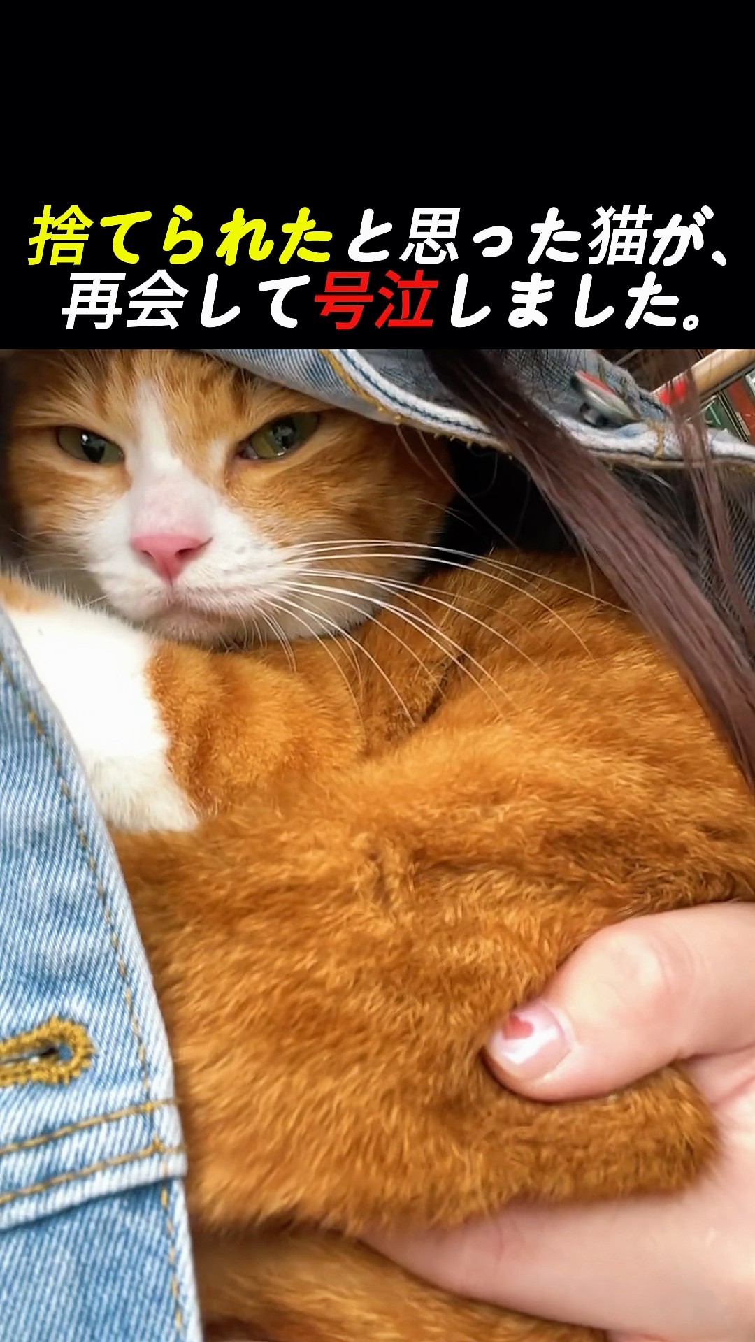 しょこてん　猫飼いました YouTube
