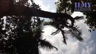 The Amazing Tallest Coconut Tree (Cocos Nucifera) seen by us till now.