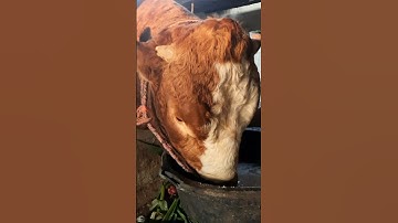 Sapi Makan Comboran, Sapi lucu, Sapi moo #shorts #viral #sapi #cow