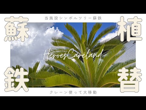蘇鉄の大移動～鉢植えから地植えへ～ - YouTube