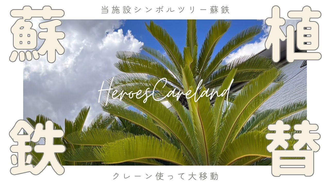 蘇鉄の大移動～鉢植えから地植えへ～ - YouTube