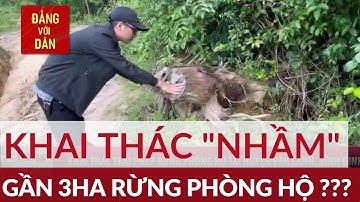 Khai thác trái phép rừng phòng hộ tại huyện Vân Canh, Bình Định | Đảng với Dân