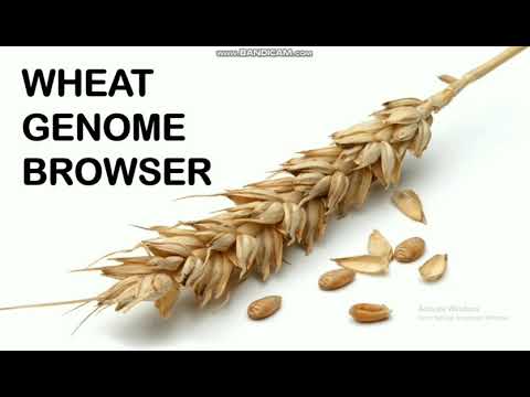 Video: Kobling Av International Wheat Genome Sequencing Consortium Brød Hvete Referanse Genom Sekvens Til Hvete Genetiske Og Fenomiske Data