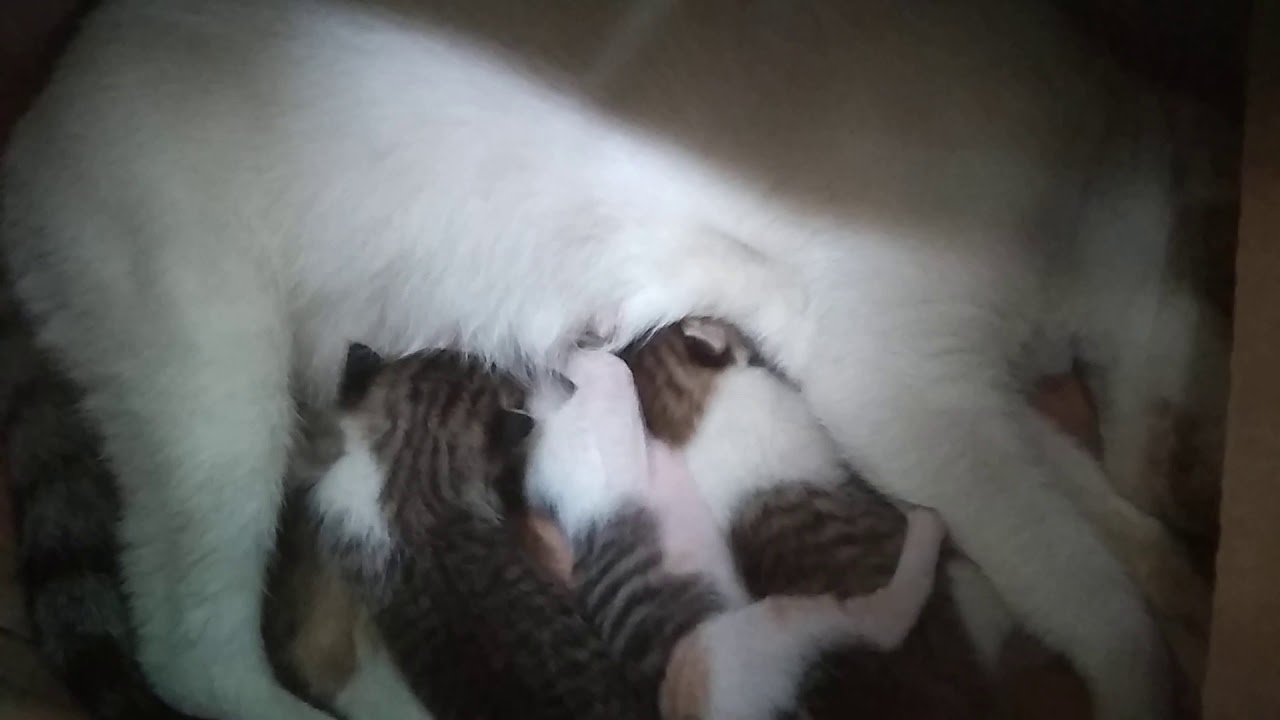 Anak kucing yang lucu 