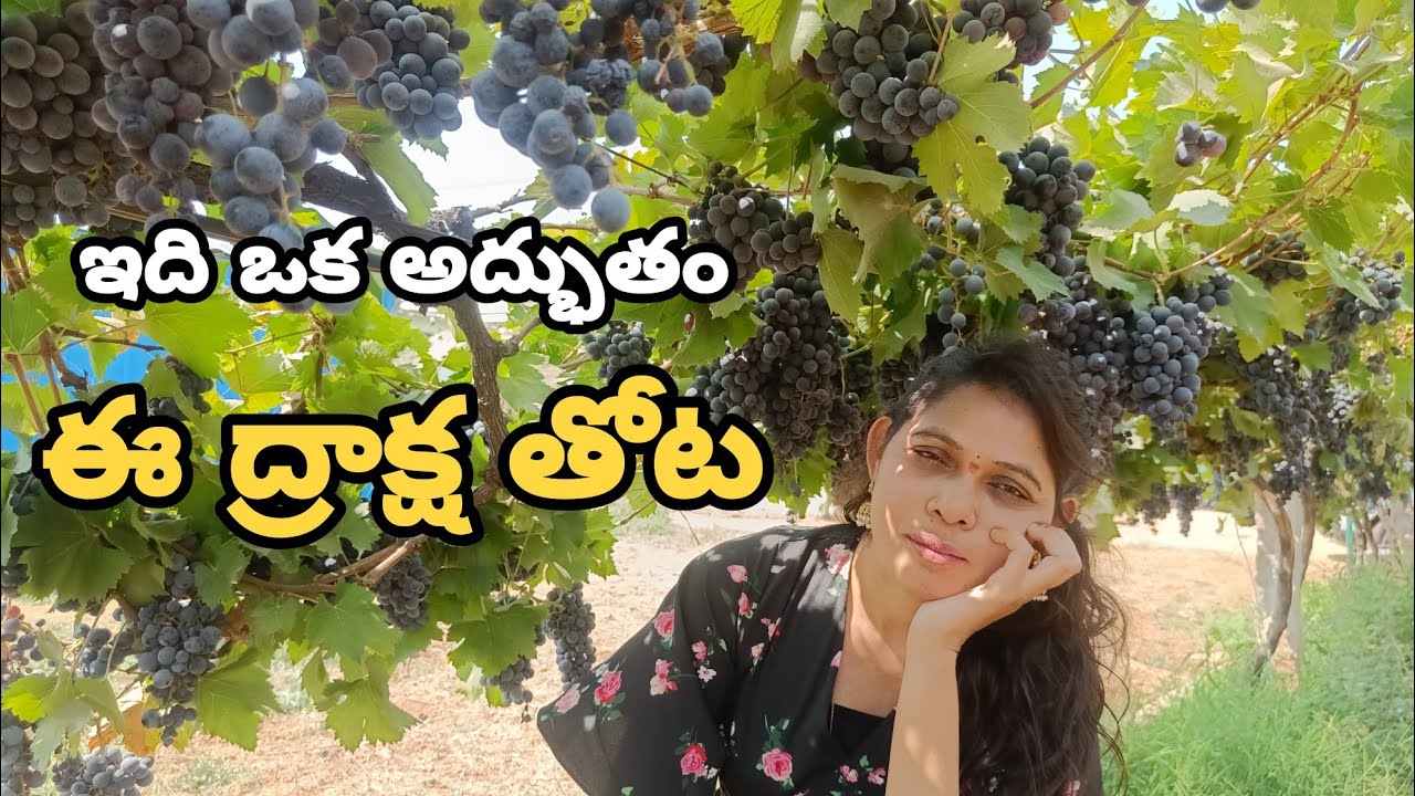 ద్రాక్ష తోటలు 30 Varities of grapes in one gardenGrape harvesting