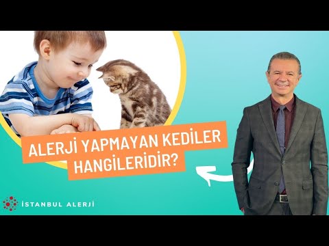 Video: Alerjisi Olan Kişiler İçin En İyisi Olan 14 Hipoalerjenik Kedi Irkları