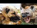 Top 10 dog breeds that can kill a hyena