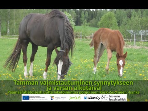 Video: Munuaisten Tulehdus Hevosilla