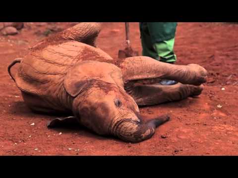 Elephant Orphanage - David Sheldrick Wildlife Trus...